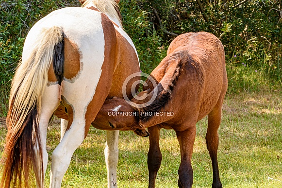 Asseteague Mare and Foal