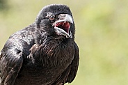 Raven Beak Open Shouting