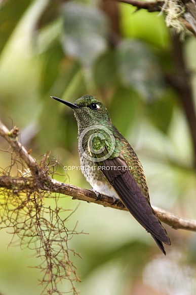 Buff-tailed Hummingbird - Mindo Cloud Forest - Ecuador