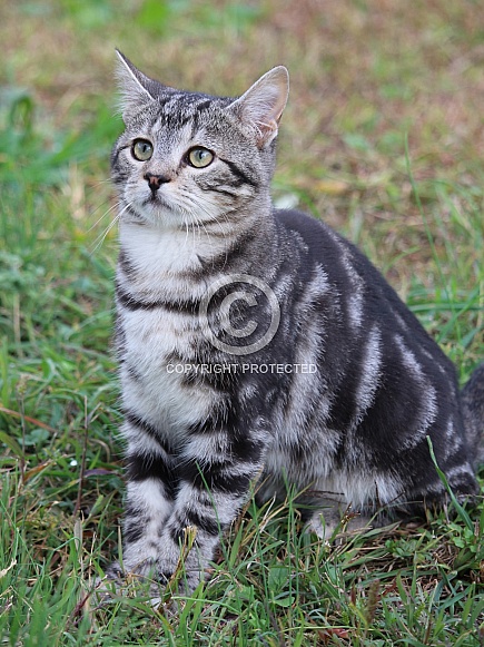 Cute Tabby Kitten Looking Up