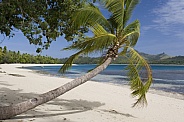 Tropical beach and leaning palm tree - Fiji