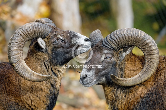Two Male Mouflons