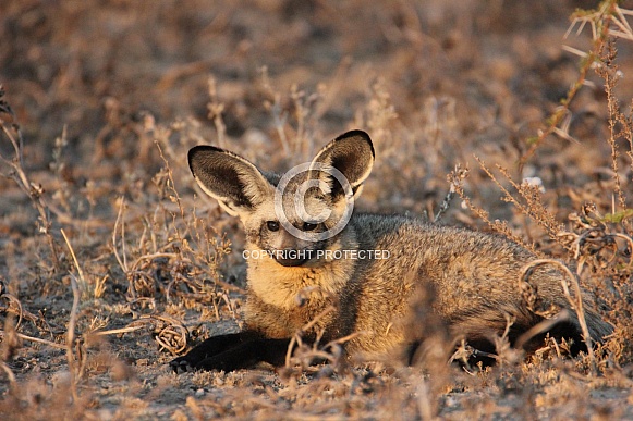 Bat eared fox