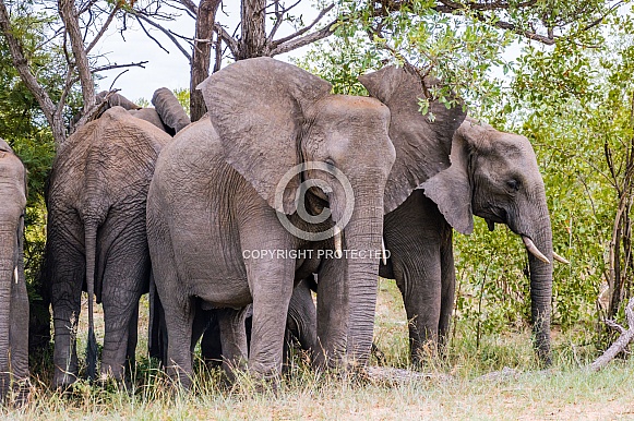 African Elephants (wild)