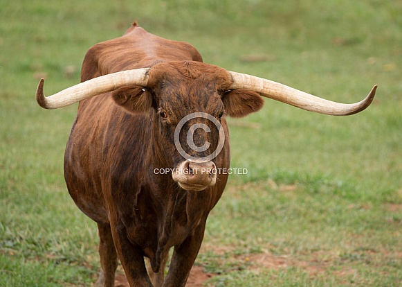 Bos taurus, Texas long horned cows
