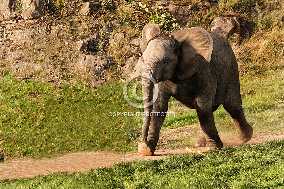 Young african elephant running