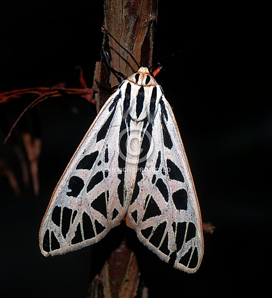 Arge tiger moth (Grammia arge) on bald cypress tree (Taxodium distichum)