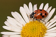 Spotted Amber Ladybird on daisy