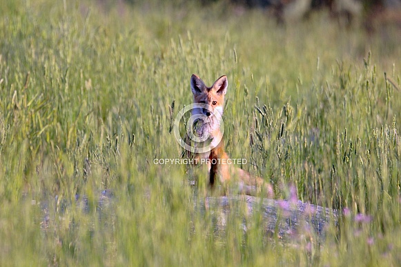 Young Red Fox on Hillside