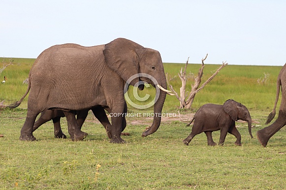 Elephant herd with baby