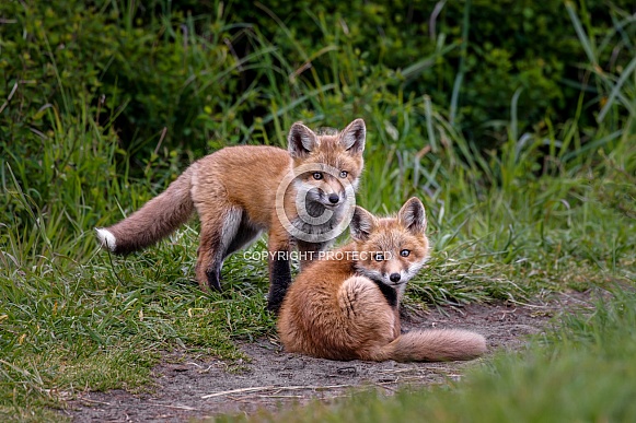 Red Fox--Red Fox Kits