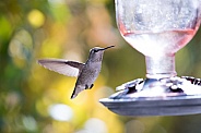 Hummingbird by feeder