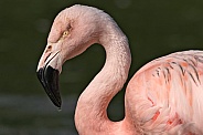 Chilean Flamingo Face Shot