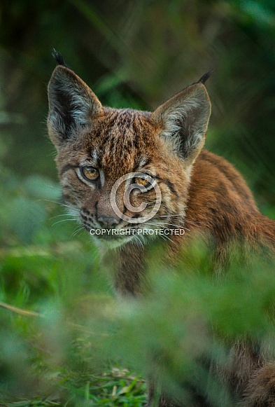 Carpathian Lynx Cub (Lynx lynx)