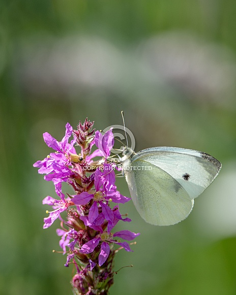 Butterfly Pieris rapae