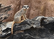 Meerkat on a log
