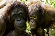 Mother and Daughter Bornean Orangutan Face Shot