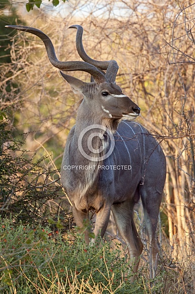 Male Kudu - Botswana