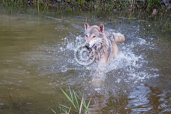 Tundra Wolf Splashing
