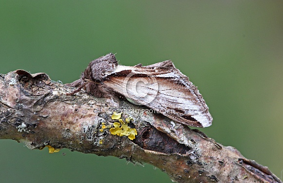 Swallow Prominant moth