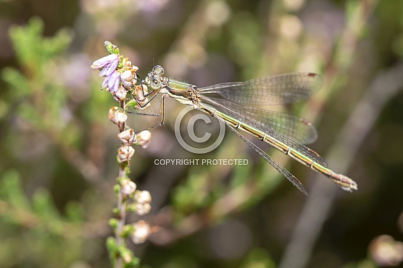 Close up of damselfly with flower stem
