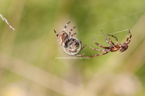 Orb weaver male and female . Spiders