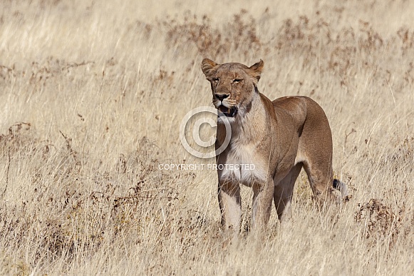 Lioness - Etosha National Park - Namibia