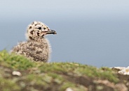 Great Black Backed Gull Chick