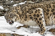 Snow Leopard-Standing Her Ground