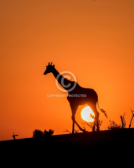 Giraffe Silhouette at Sunset