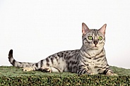 Bengal Cat-