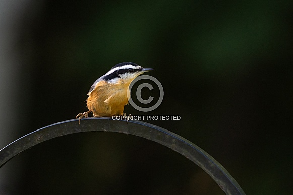 A Side View of a Red-breasted Nuthatch