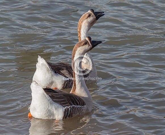 Swan Goose Pair in Utah