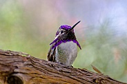Hummingbird - Costa's Hummingbird