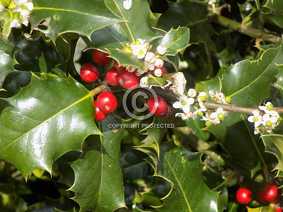 Holly berries and blossom 2