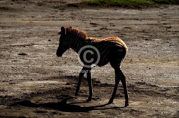 Zebra Foal Twilight