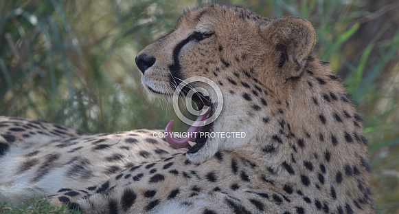 Cheetah Yawning