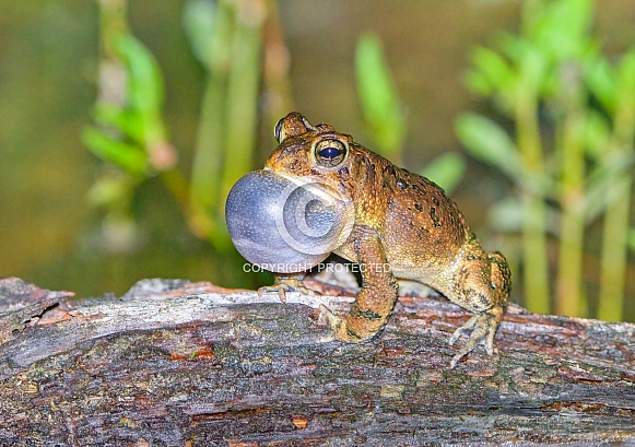 Male southern toad (Anaxyrus terrestris) calling or vocalizing on wet log