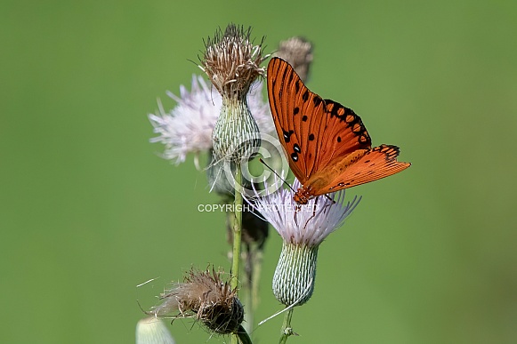 bright orange gulf fritillary butterfly on purple phase yellow thistle bloom with green bokeh background