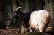 Valais Blackneck Goat