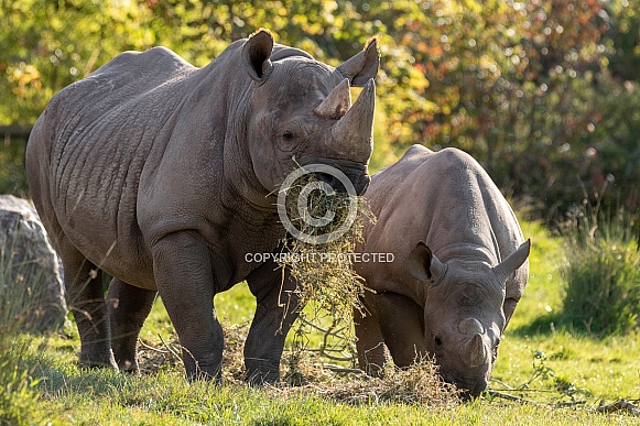 Black Rhino Mother and Calf