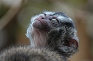 Gray-Bellied Night Monkey