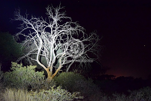 Tree at night in african bush