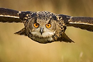 European Eagle Owl Portrait in Flight