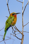 White-fronted Bee-eater - Botswana