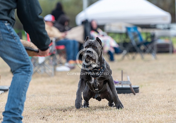 Cane Corso in a drag weight pull event