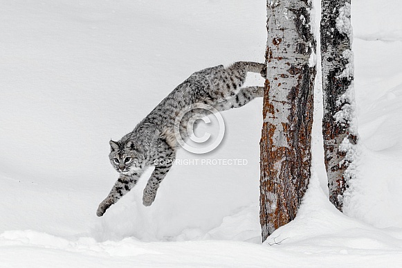 Bobcats-Leapin Bobcat