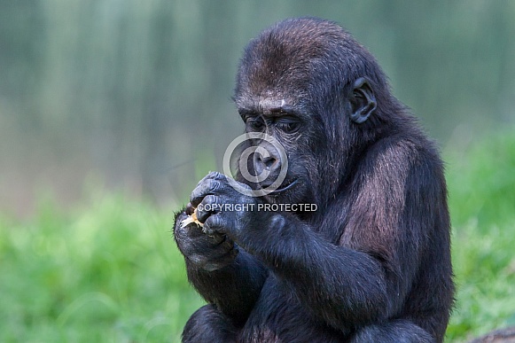Young Gorilla