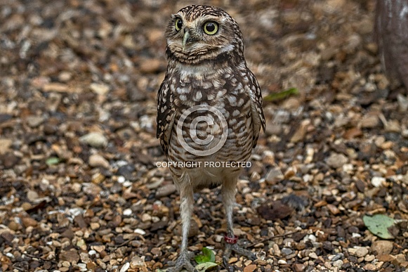 Burrowing Owl Standing Tall