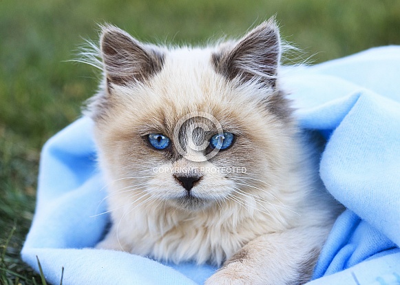Blue-eyed Kitten